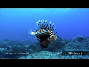 Colour-changing cuttlefish & a dead octopus