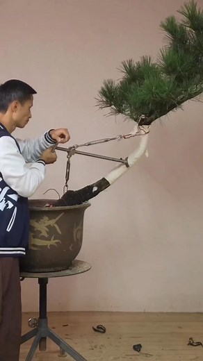Incredible Bonsai Master - Artist (china_bonsai) #bonsai #bonsaiart #pine #juniper #bonsaitree #bonsaiclub #bonsailife #bonsaijapan #bonsaiiworld #pine #nature #bonsailovers #bonsaigtam #bonsaiindonesia #garden #盆景 #黑松 #小品盆栽