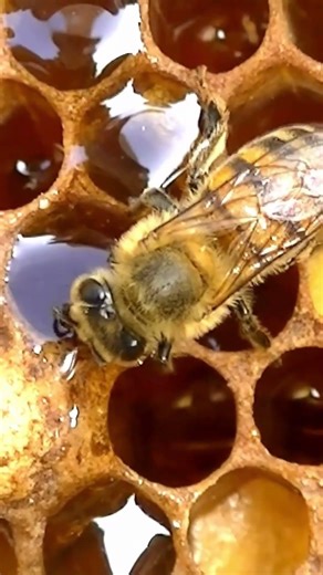 How Do Bees Make Honey? 🍯🐝