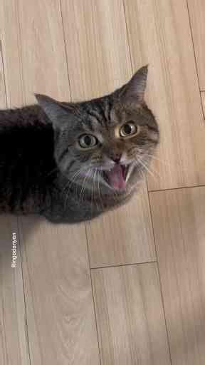 When Your Cat Screams, You Scream!