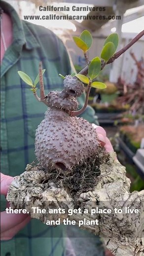 Ant Plants; Plants Housing Ants