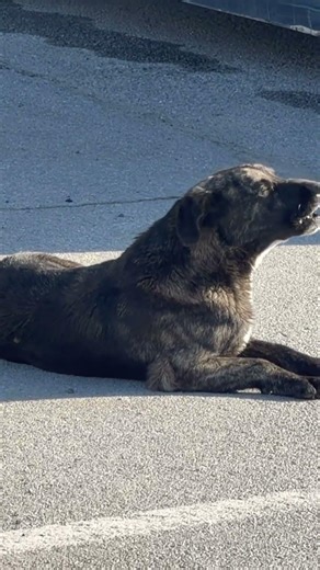 Funny Dog Howling Like a Wolf | Cutest Howl Ever!