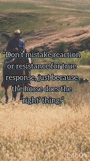1.3K views · 30 reactions | Can you tell the difference between Reaction or Resistance and true Response? Sometimes it’s obvious, but not always. Especially when the horse does the “right” thing… #horseman #horsemanship #studentofthehorse #horsetraining #horseriding #trailriding #coltstarting #understandinghorses #responsevsreaction #thinklikeahorse #equineeducation #naturalhorsemanship #horsetips #horsevideos #benlongwell #TrueWestHorsemanship | True West Horsemanship | Facebook
