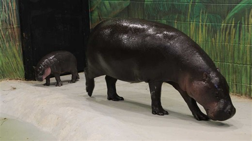 Baby Hippo Mars Goes Viral After Adorable ‘Mom Stare’ Showdown