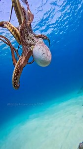 658K views · 6K reactions | Sacrifice of Mother OctopusSacrifice of Mother Octopus #facts #shorts #amagingfacts #shortsvideo #reels #factsinhindi #rochaktathya #gajabtathya #viralreels | world travel fact | Facebook