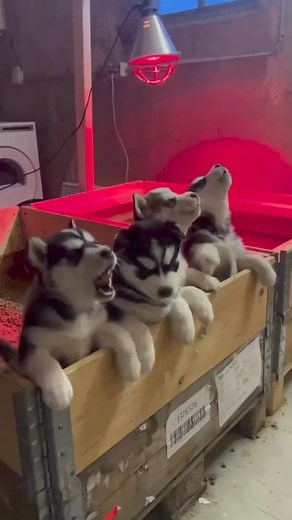 2.5M views · 60K reactions | Mom teach them how to howling  | Husky Lovers World | Facebook