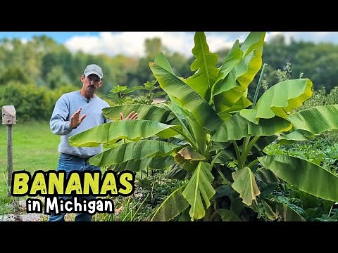 Growing Bananas in COLD Climates | Musa Basjoo
