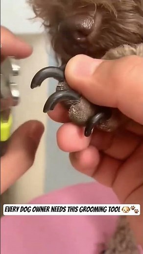 Dog Grooming Essential 🐾 Best Nail Clipper on Amazon! #dog #dogessentials #doggroomingtools #shorts