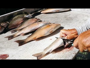 How To Fillet Mangrove Snapper Like A Pro