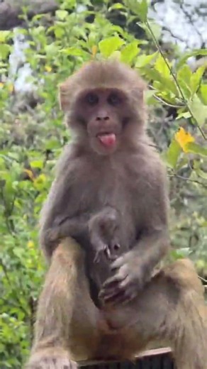 #monkey#monkeys#animals#pets#wildlife#wildanimals#monkeylove #savewildlife#saveanimals#shorts#new