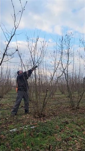 Another video from a dense hazelnut orchard (spaced 4x2,5m), during pruning season.