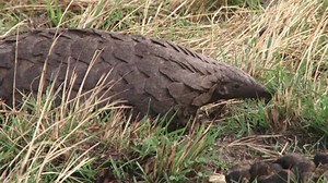 side view of a pangolin walking.