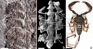 Scientists discover oldest scorpion fossil which was among earth's first land habitats