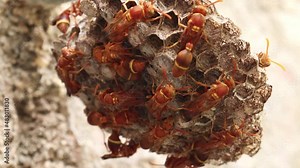 Red wasp. paper Wasps move here and there in the wasp's nest. The yellow-lined paper wasp (Ropalidia marginata)