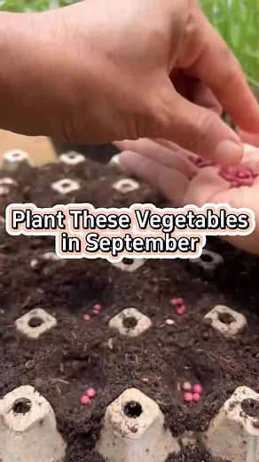 1.2K views | Planting these vegetables in september ! #gardening #vegetablegarden #garden #planting #september #vegetables | Gardening & Landscape Ideas | Facebook