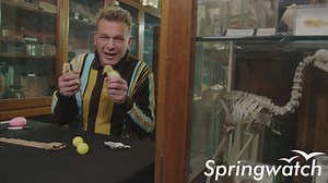 9K views · 649 reactions | Tune in TONIGHT at 9pm, BBC Two for Springwatch at Easter! Here's a little sneak peak to whet your appetite... | BBC Springwatch | Facebook
