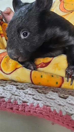 HAPPY WORLD WOMBAT DAY!! These amazing wildlife can bring so much joy, laughter and love when they're in care. Their funny antics, zoomies and jumping around brings so much fun into the shelter. These are just some of the ones I have had the privilege of caring for and watching them grow. Pictured are Mindy, Wallace and Gromit, Irwin and "The 3 Nuts" Hazelnut, Nutmeg and Coconut (Loretta's wombies that we had the privilege of helping release) If you'd like to help support our Australian Wildlife