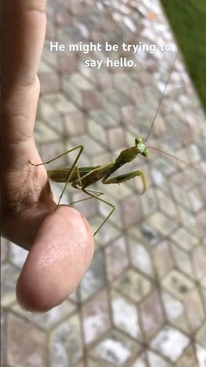 A close encounter with the praying mantis