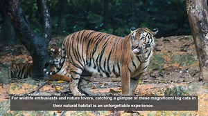 10 Expert Tips for Spotting Wild Tigers