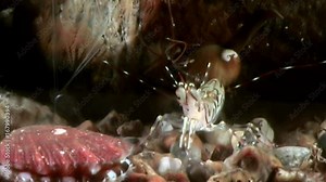 Sea scallop close up underwater on seabed. Unique amazing beautiful exotic macro video. Marine life on background of pure clear clean water.