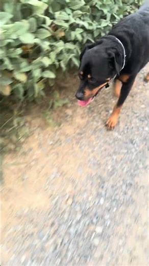 Beautiful evening for a early fall walk with Moose #rottielove #rottiemom #oleyvalley #farmlife