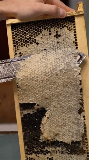 Uncapping roller vs. Heated Knife #Beekeeping #honey #uncapping #beeswax #wax #honeyharves