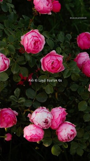 DREAMS 🧿💐(Amber)|| Lyrical video#lyrics #feed