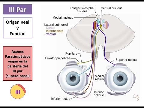 Cranial Nerves: Oculomotor Nerves (III, IV and VI)