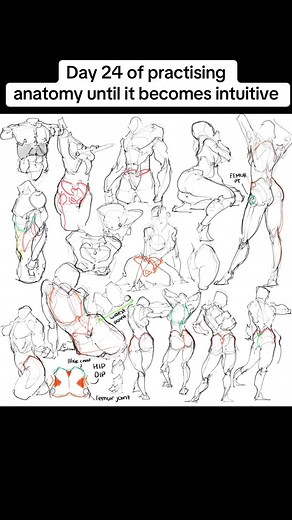 Understanding Pelvis Anatomy for Better Drawings