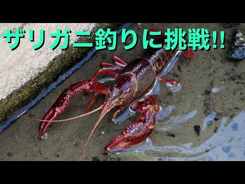 ザリガニ釣りに挑戦した結果…