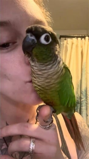 Dancing, chirping, and kisses. He’s perfect! 🖤🦜 #bird #conure #greencheekconure #fyp #petbird