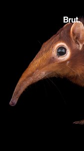 36K views · 590 reactions | Jumping shrews are some of the smallest mammals in Africa. But they're actually closely related to elephants. | Brut nature | Facebook