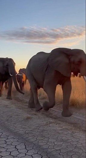 Majestic Elephant Migration at Dawn #Elephant #shorts