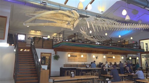Fin whale skeleton finds new home at Maine Beer Company