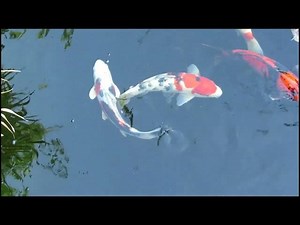 Koi Fish in Japanese Festival Masks: Symbols of Strength and Transformation