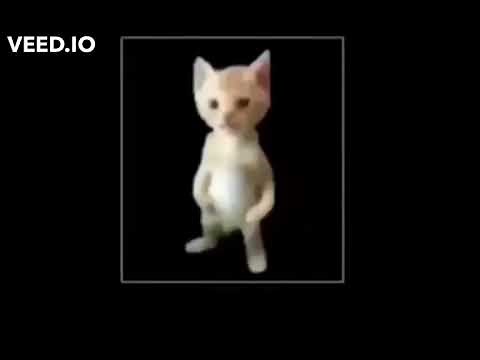 Michael the cat (meme)