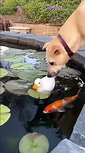 puppies cutties 🐈🤣