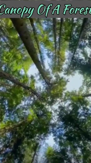 What Is Canopy Of A Forest? Canopy Of A Forest #biology#forest#science#scientific knowledge