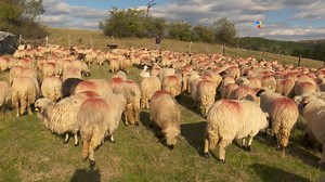 94K views · 3K reactions | 퐋퐀 퐒퐓퐀̂퐍퐀 퐃퐄 퐋퐀 퐓퐀̂퐑퐍퐎퐕퐀 I Urcăm pe...