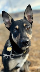 2.8K views · 121 reactions | After over a month of casting and treatment for a fractured bone, Milo is healed up and ready for adoption! Contact our Adoption Team at 403-932-2072 ext 113 to learn more about this sweet medium sized boy. #cochranehumane #cahs #dogsofinstagram #rescuedog #adoptadog #fosteringsaveslives | Cochrane & Area Humane Society | Facebook