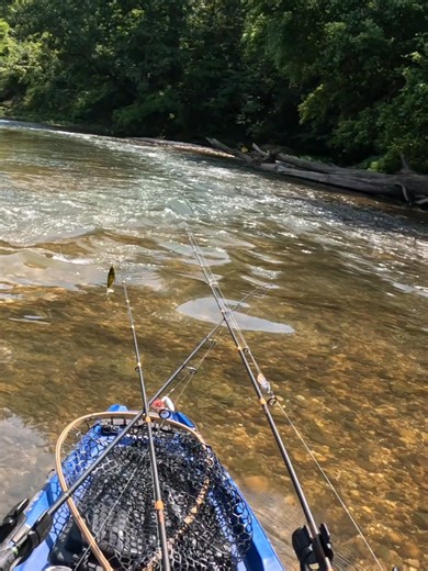 These little sections are so much fun. This is the Eleven Point River from Thomasville to Cane Bluff. This is my favorite section of this river, and it's up there with the best of them. There is a lot of natural beauty up this far. It is a very remote section of the river. #showmecreeks #Missouri #river #eagle #elevenpointriver