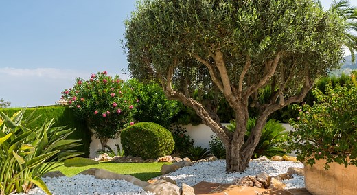 Jardin : quelle distance respecter pour planter un arbre en limite de propriété ?