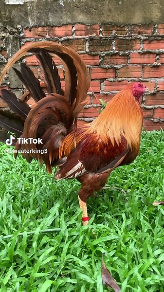 Golden Boy Sweater: Style and Comfort for All Seasons