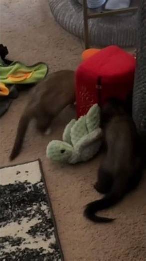 Ferret falls for the bait 📦