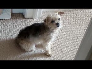10 Minute Dog Gif
