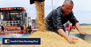 China corn imports to fall as farmers dump other crops to cash in on bumper profits
