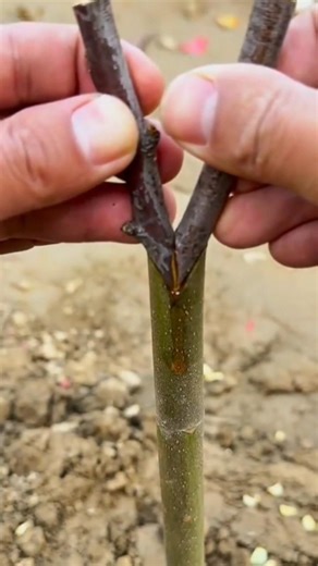 Cutting a green tree stem and inserting two small branches for grafting then wrapping with plastic