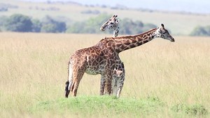 5.1K views · 385 reactions | The elegant giraffes of the Masai Mara. On a hot sunny afternoon, this species graced our time before bush lunch so well. Enjoy this clip of 20+ Topi Pride in Mara on our Youtube Channel https://www.youtube.com/watch?v=lP2kcGwW71g | Discover Africa Wildlife | Facebook