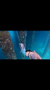 782K views · 2.6K reactions | #Octopus #Spearfishing #Freediving #Adventure | Wilson Seto | Facebook