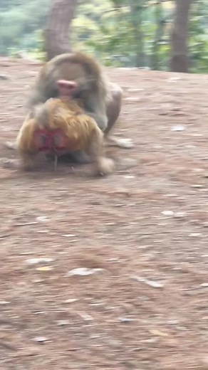 crazy animals on Instagram: "Crazy Mongkey 🤣🤣 #naturalshot"